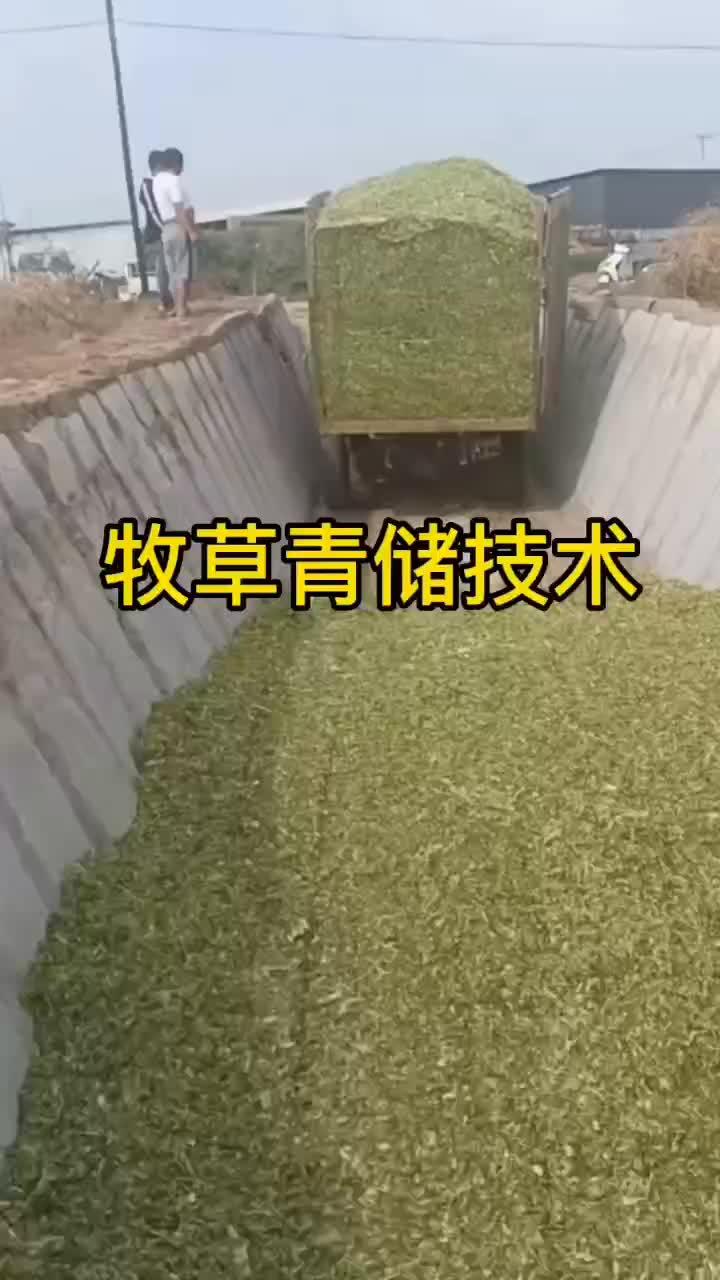 牧草青储技术 新农人计划2023 牧草种子