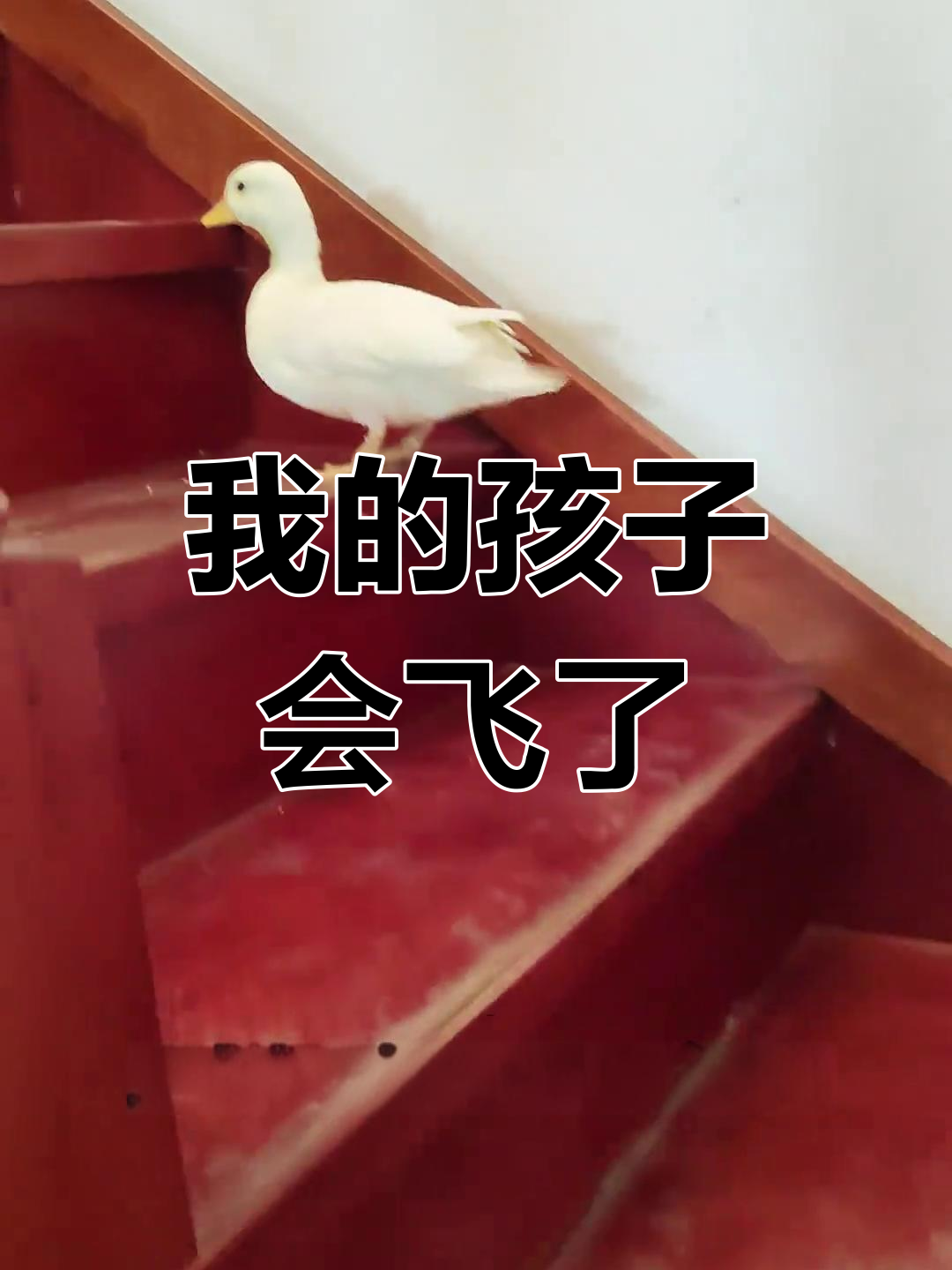 鸭宝学会飞翔,妈妈心里乐开了花