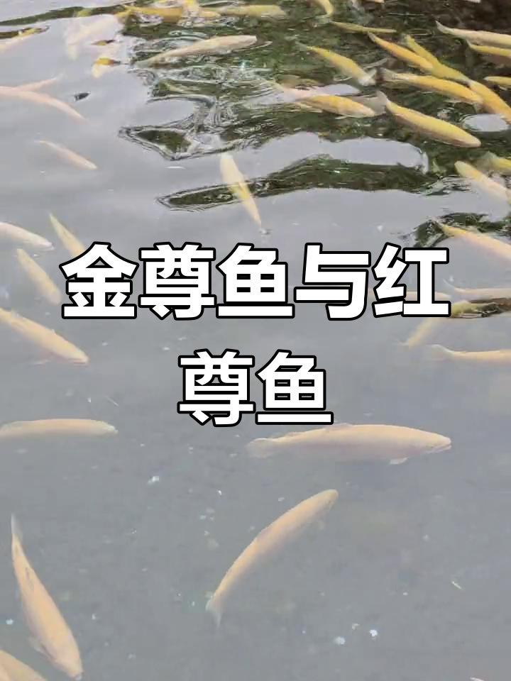玉水寨的金尊鱼与红尊鱼