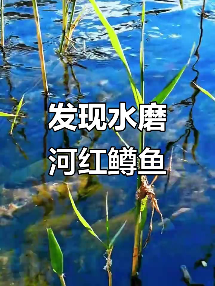 水磨河野生红鳟鱼群大揭秘,自由自在水中游