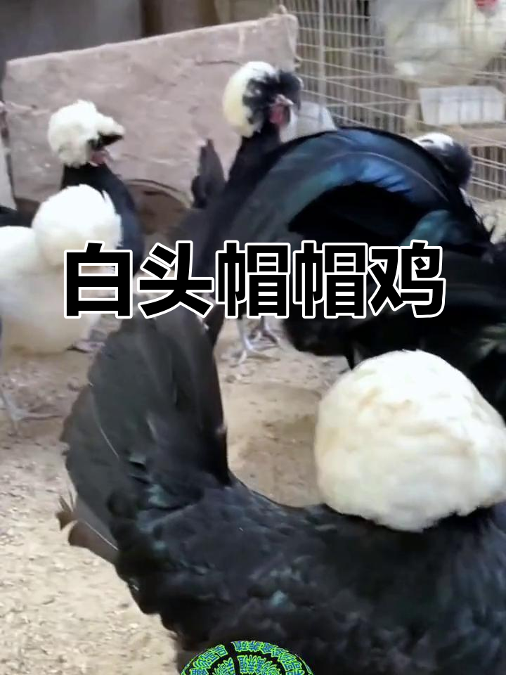 可爱白头帽帽鸡,自信满满的中型观赏鸡