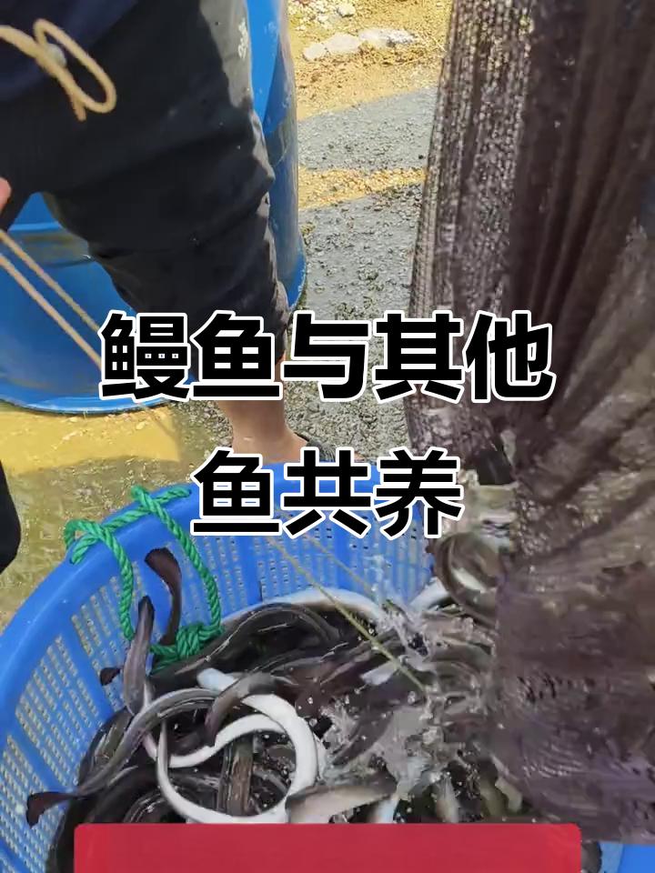 鳗鱼与四大家鱼的混养技巧,如何避免凶猛鱼类干扰
