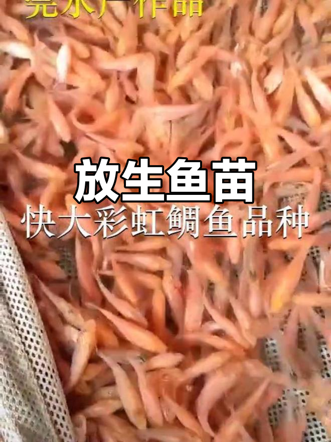 深圳、中山与惠州鱼苗场,放生鱼儿回归自然