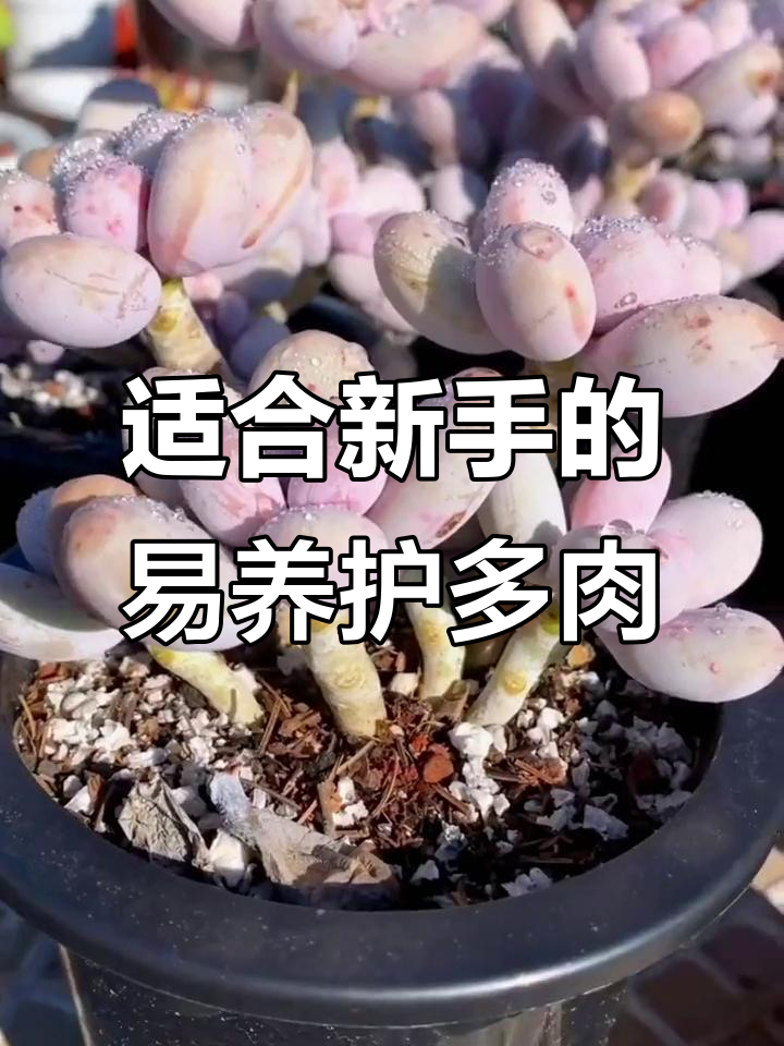 新手必养多肉品种,轻松度夏又美观