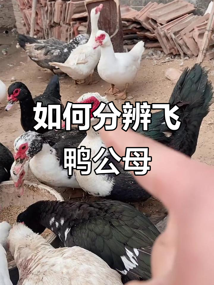 番鸭公母辨别技巧，一看就懂！