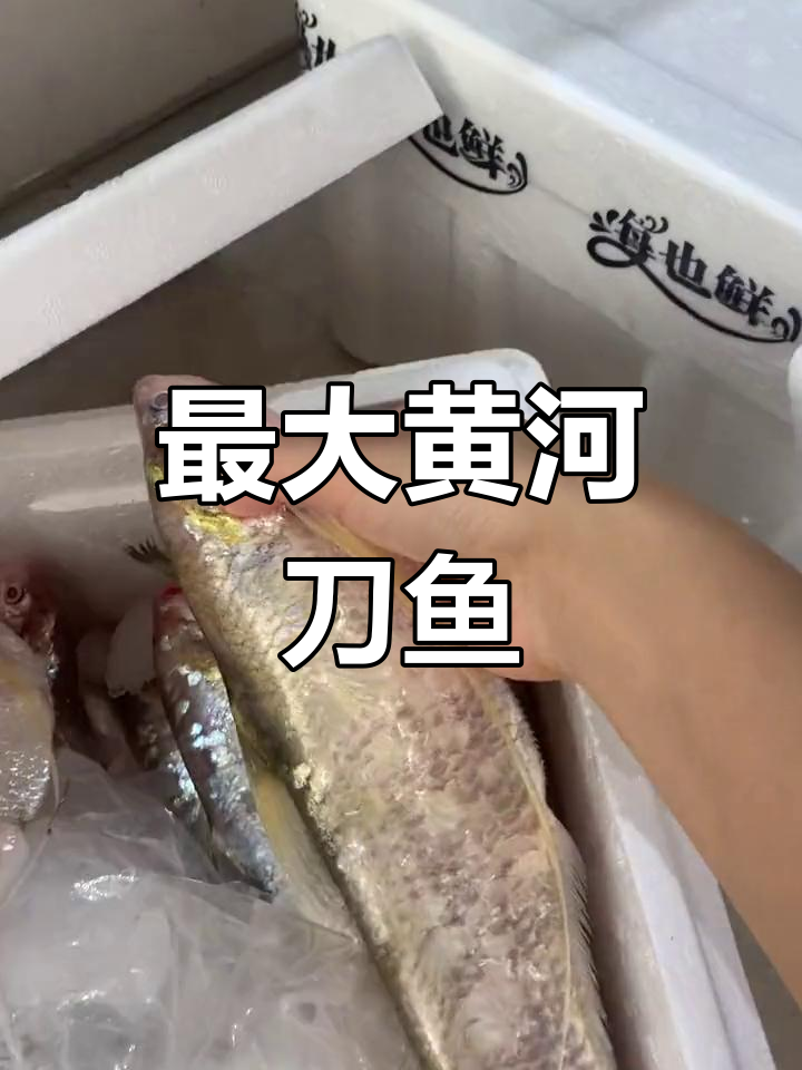 这条黄河刀鱼重达4两,尾巴稍有损伤