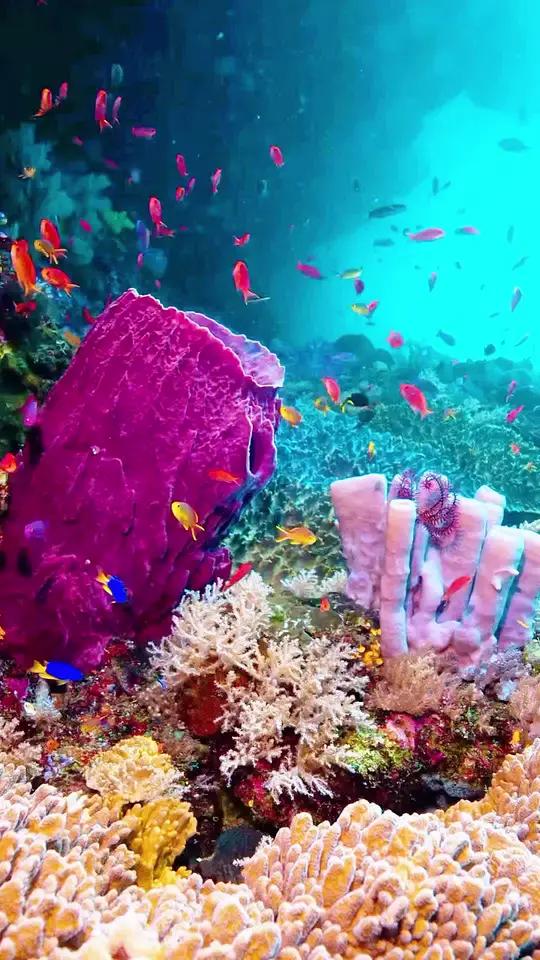 一起看看五彩斑斓 蓝色治愈系海底世界看奇妙的海洋生物鱼儿自由自在的海中游