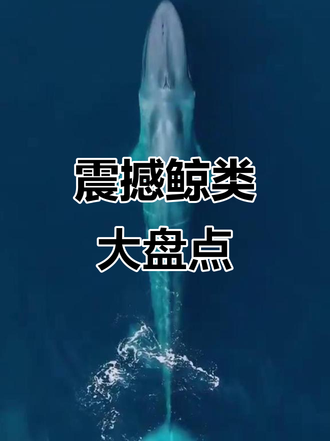 九种鲸鱼大揭秘，抹香鲸、蓝鲸等全都有！