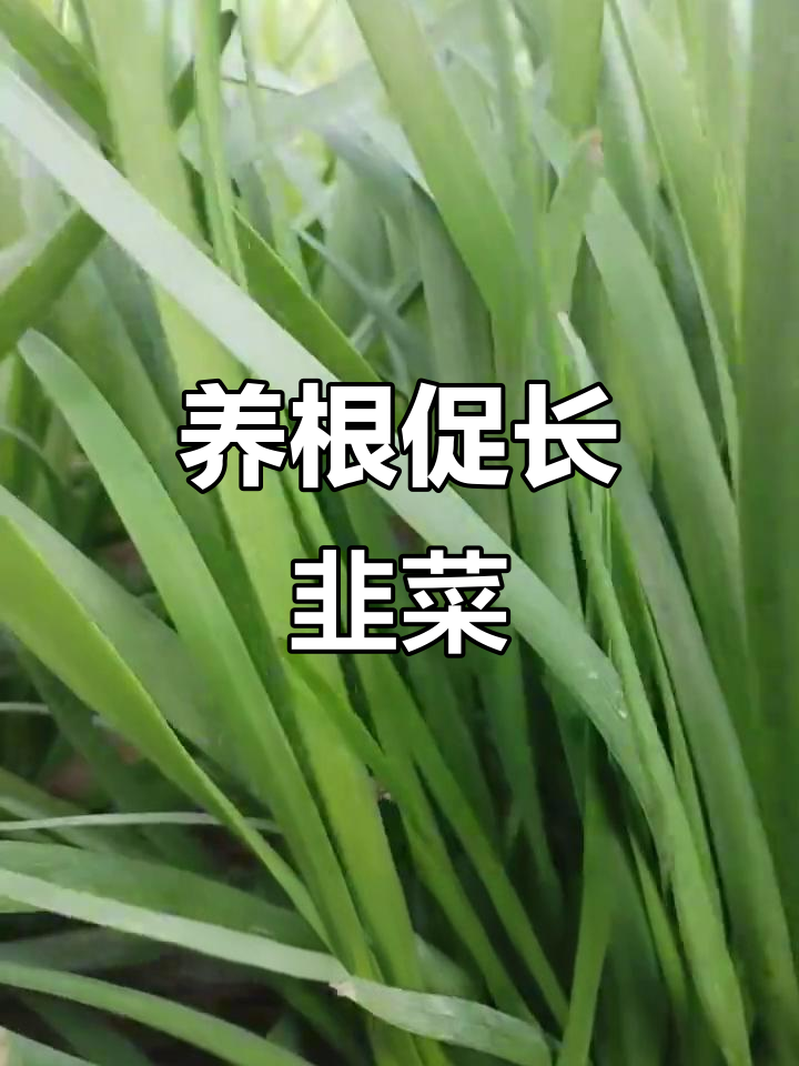 韭菜根茎膨大秘诀,养好根才能高产