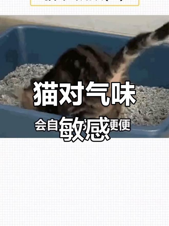 猫咪的奇怪行为揭秘:柑橘味让它们想吐