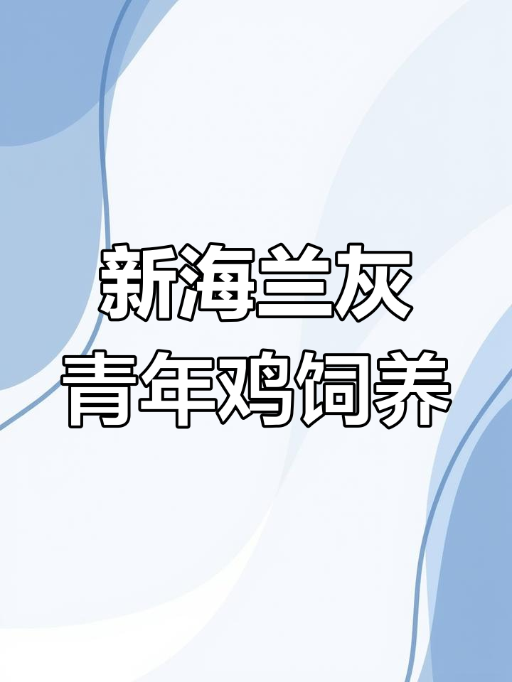 56天新海兰灰青年鸡养殖技巧,轻松管理蛋鸡苗