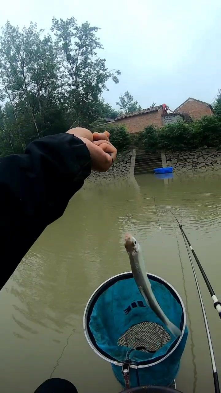 秋天刚下完雨,野河里面的小扁鱼就开始连竿了,太多了,已经分不清是扁鱼还是弓背了 创作灵感 
