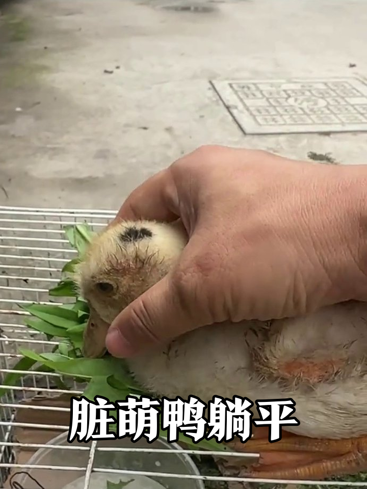 头顶一撮黑的脏萌鸭,被摸到头歪眼闭享受到瘫倒