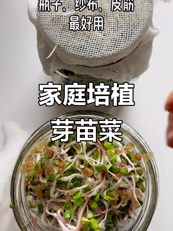 在家轻松种植芽苗菜,存放技巧大公开