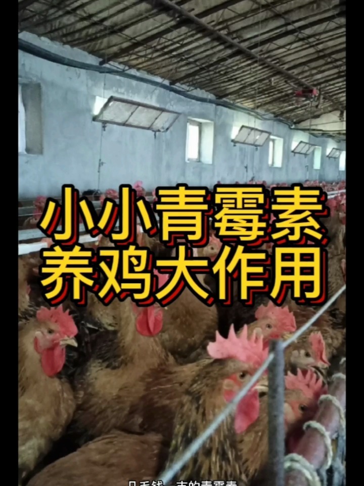 青霉素,养鸡中的妙用!
