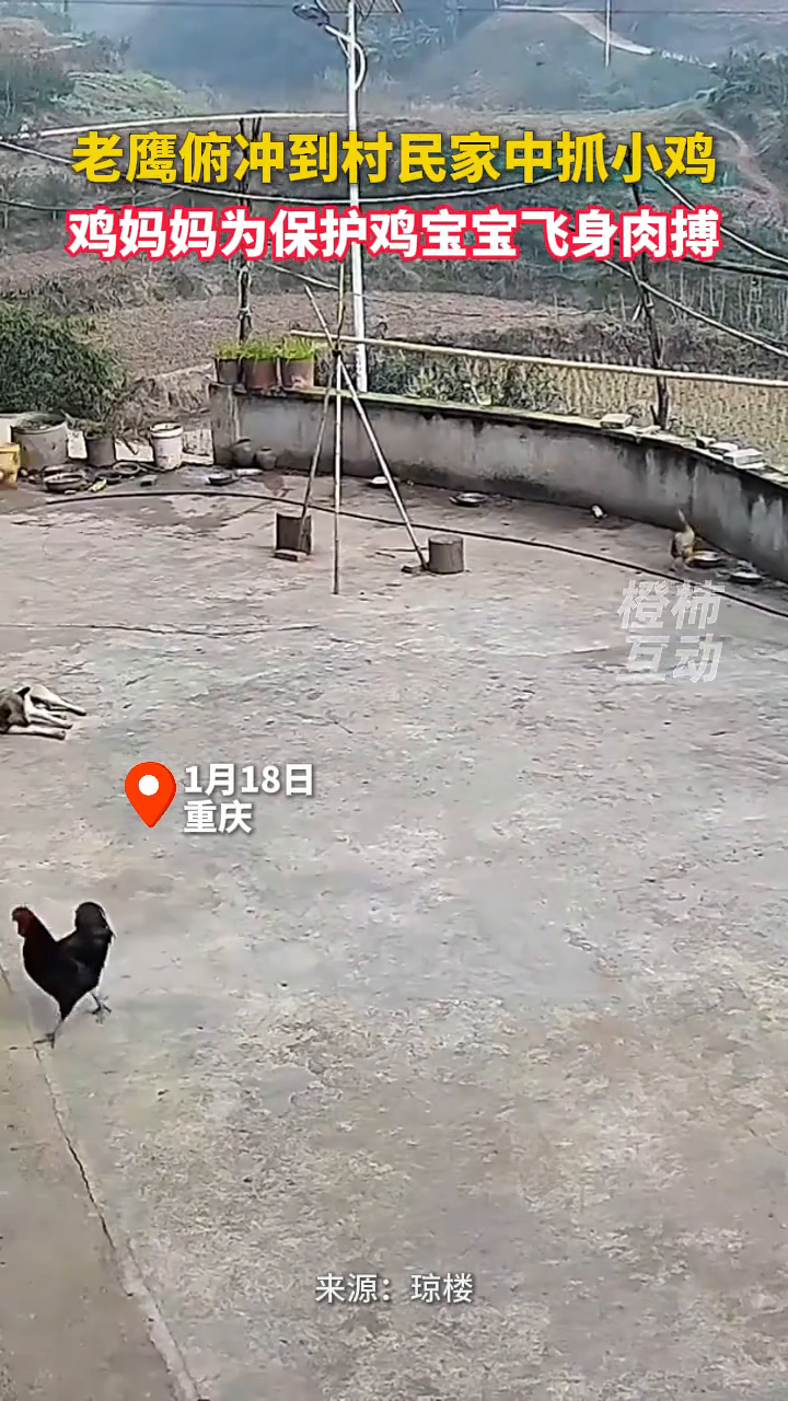 老鹰俯冲到村民家中抓小鸡,鸡妈妈为保护鸡宝宝飞身肉搏
