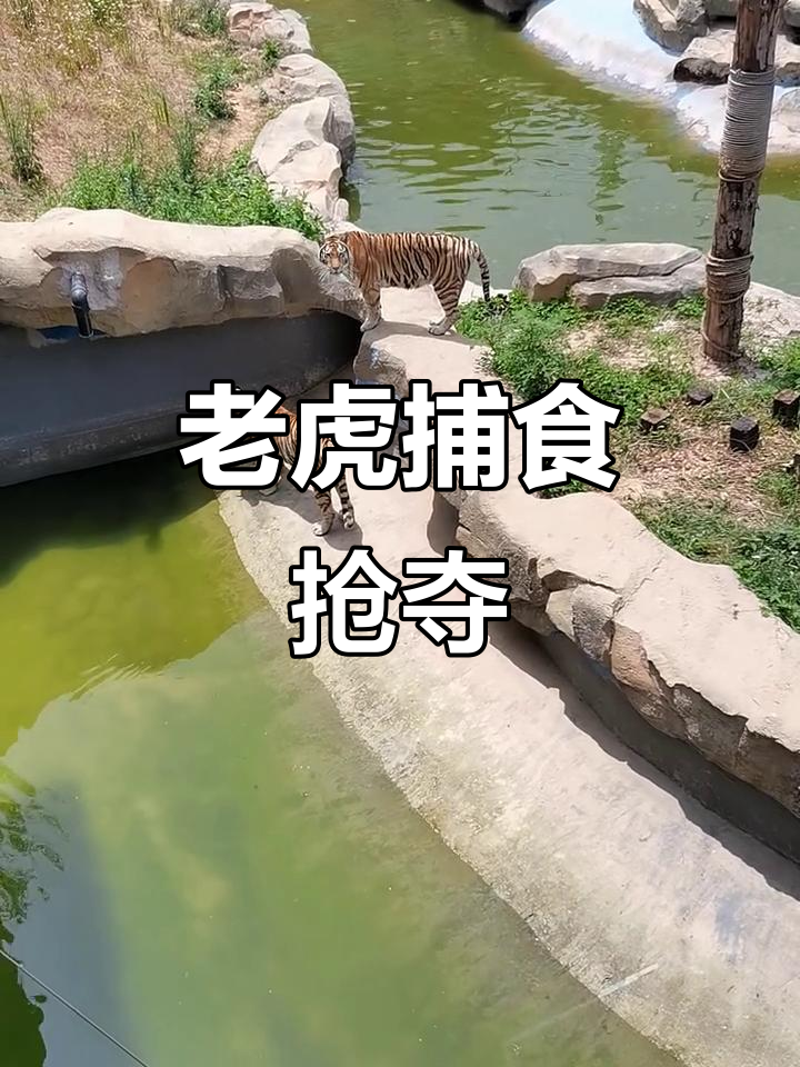 老虎抓鸡现场，野化训练惊险瞬间