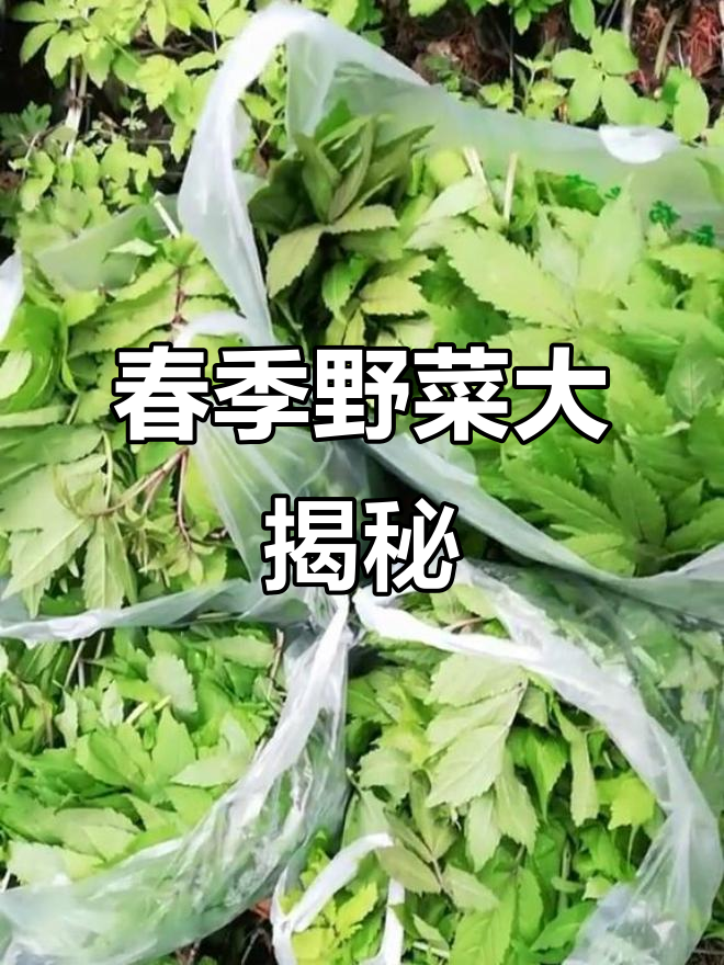 春天来了，野菜盛开，石根菜的别名你知道吗？
