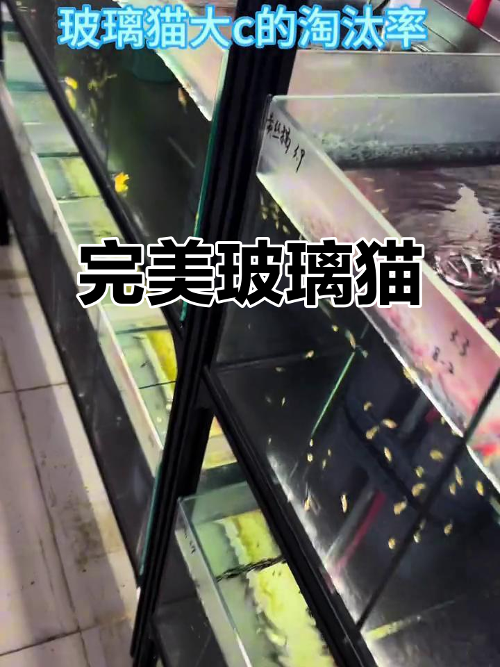 黄金玻璃猫大C,仅2对达到完美品质
