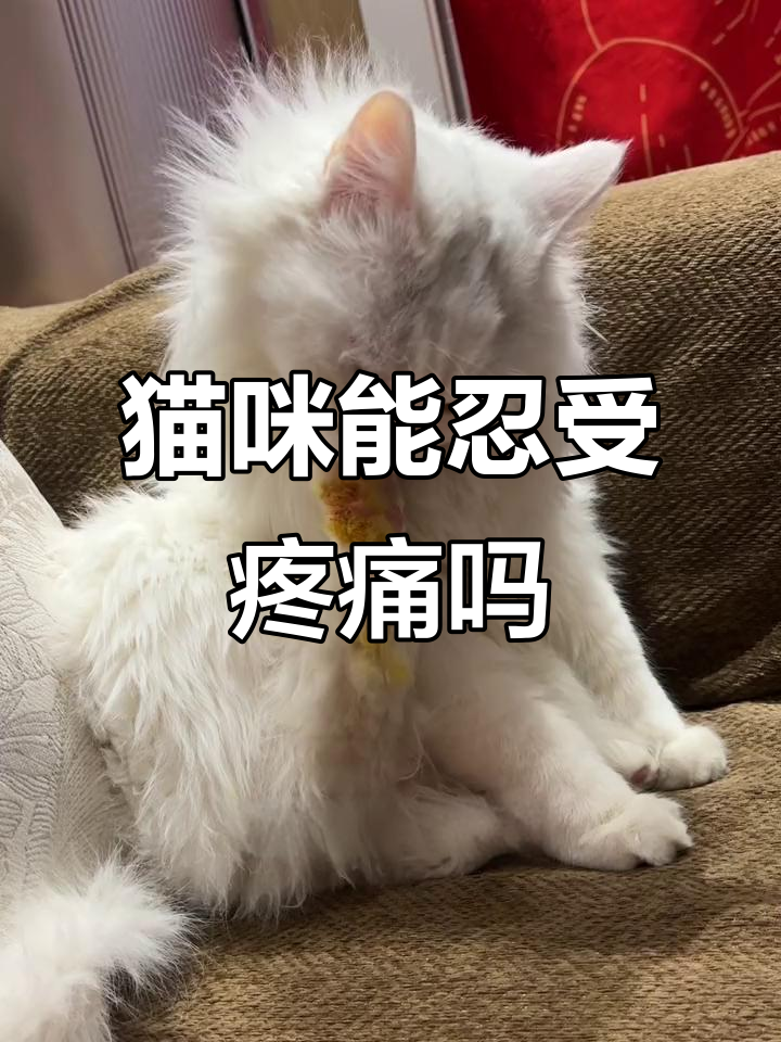 小猫咪受伤忍痛,脚指甲掉落竟然毫无反应