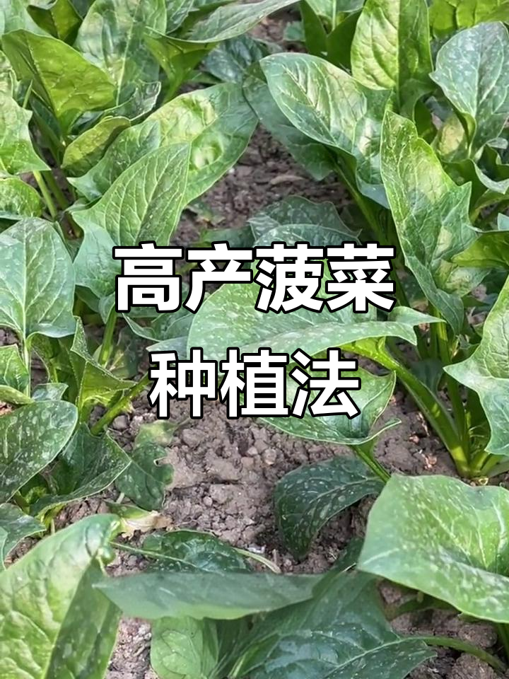 秋冬菠菜高产秘诀,催芽技巧大公开