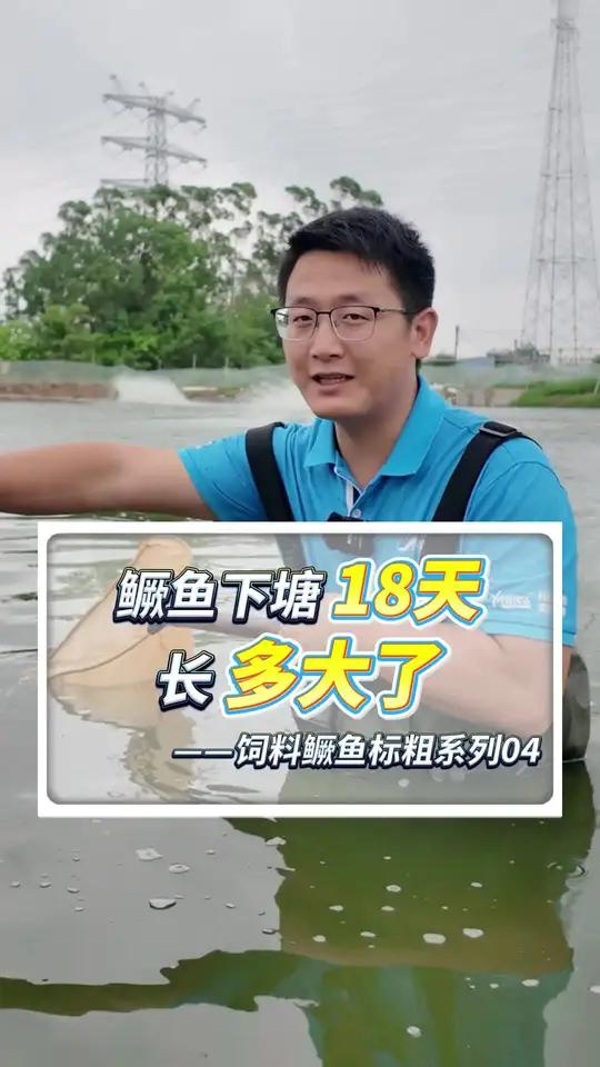 鳜鱼苗标粗18天能长多大