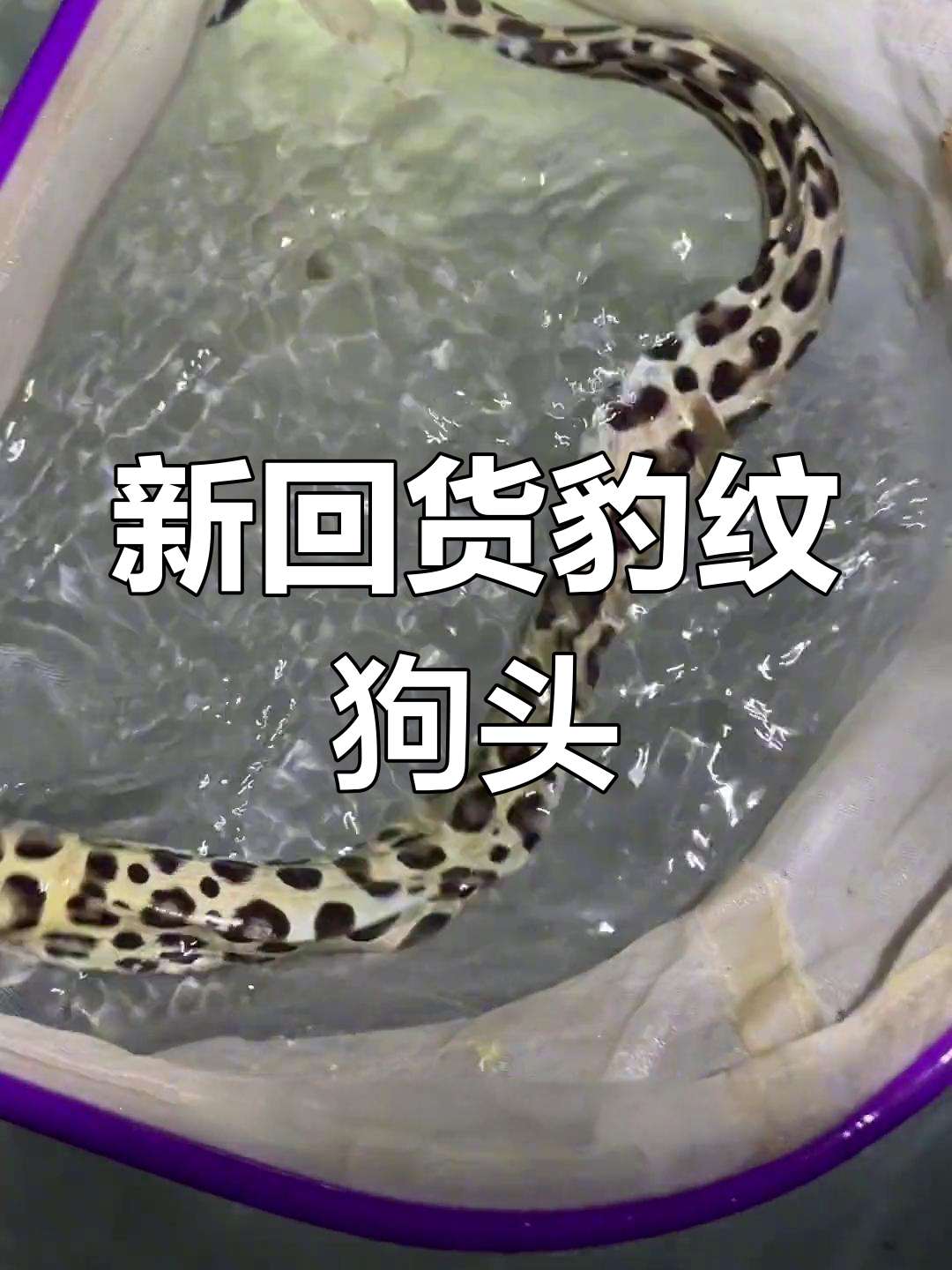 鱼场新到豹纹狗头,珍珠虎慢出售