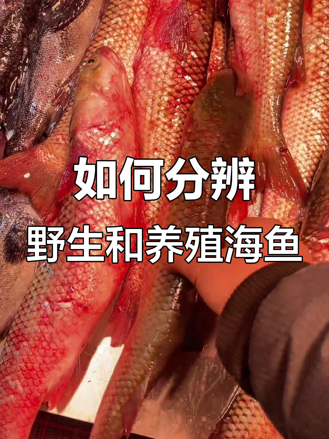 养殖与野生海鱼如何区分？从外观到新鲜度全解析