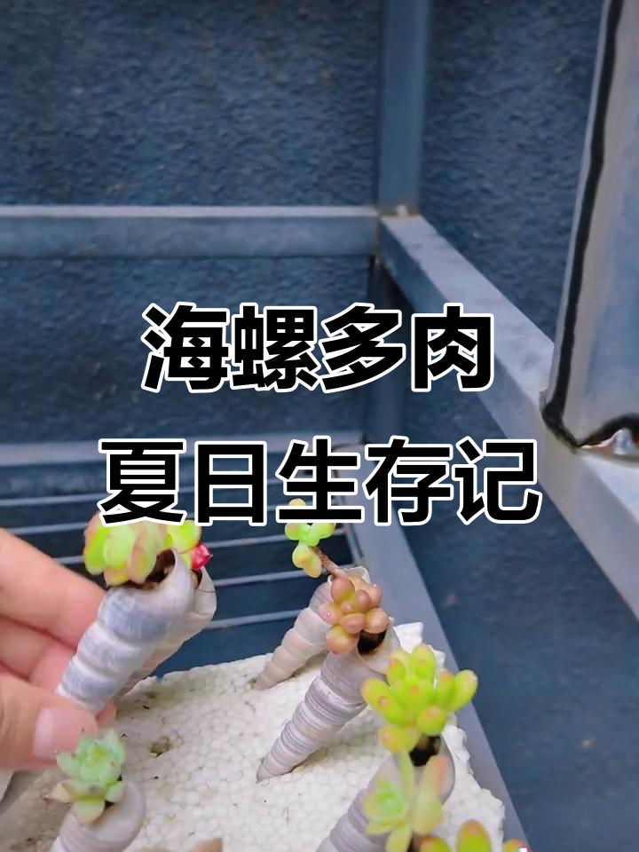 夏季不管多肉,竟然还活着这么多!海螺控氧系列大揭秘