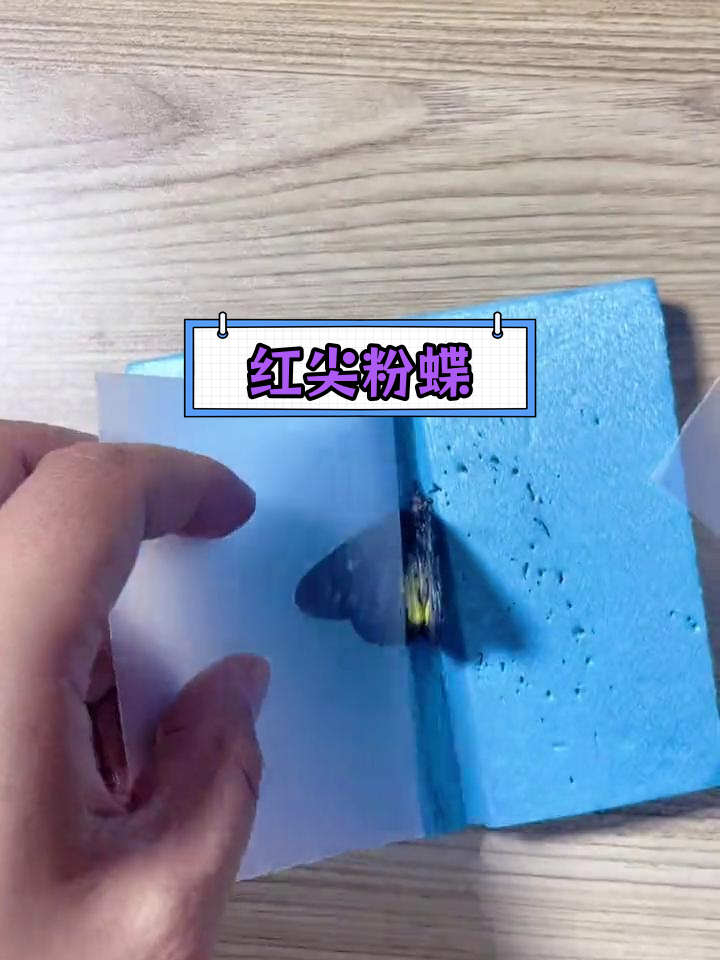 粉色蝴蝶品种介绍