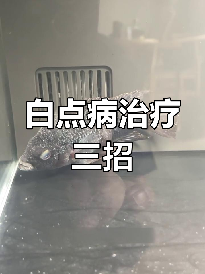 鱼得白点病怎么办?升温、加盐、换水轻松治愈