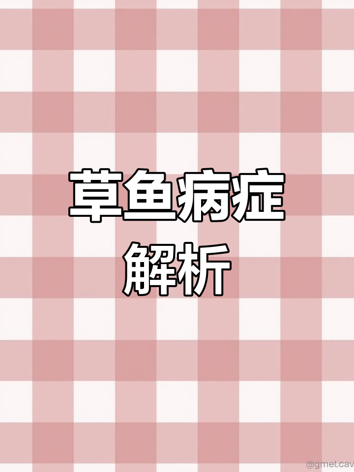 草鱼出现黑头、独游症状,如何识别与治疗?