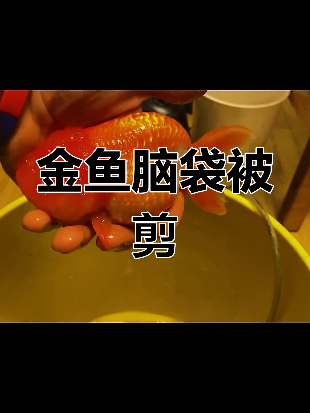 金鱼脑瘤手术全程曝光,麻醉下痛苦挣扎