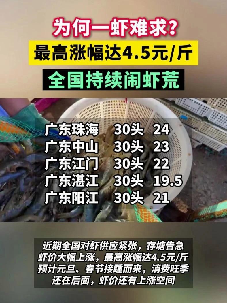 为何一虾难求?最高涨幅达4.5元/斤,全国持续闹虾荒,后市还看涨#虾价 #对虾 #南美白对