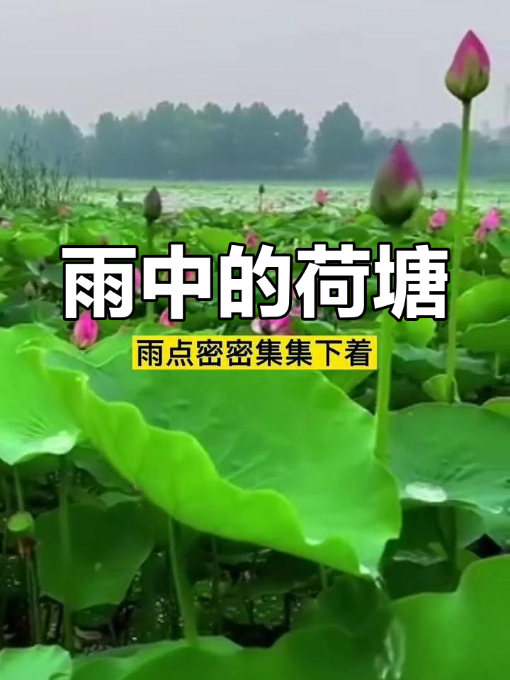 雨中荷塘美景,荷叶荷花更娇嫩