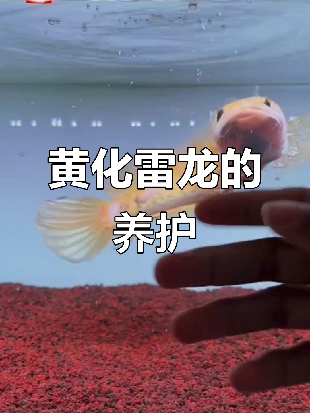 黄金眼镜蛇雷龙黄化揭秘,饲养技巧全解析