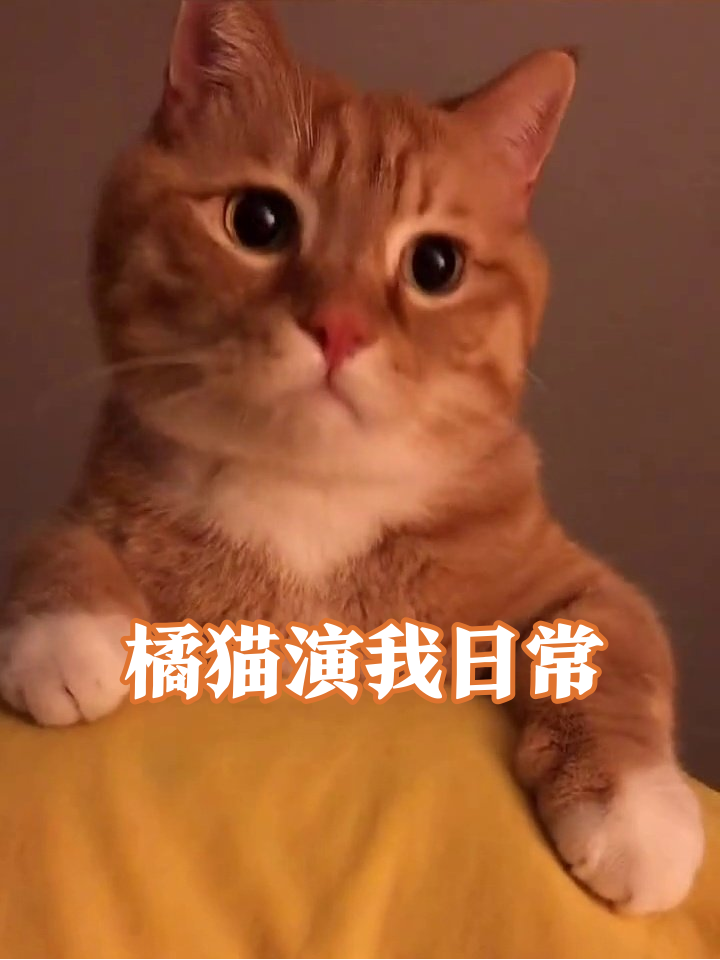 橘猫成精现场!瞪眼张嘴演我表情包