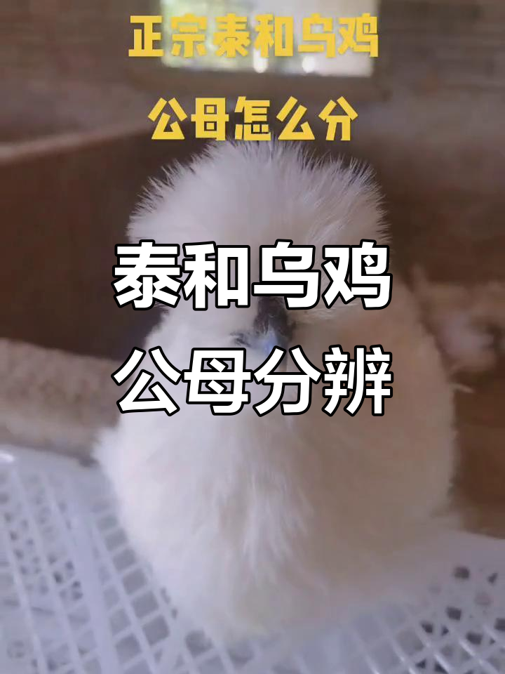 正宗泰和乌鸡公母辨别技巧,教你如何区分
