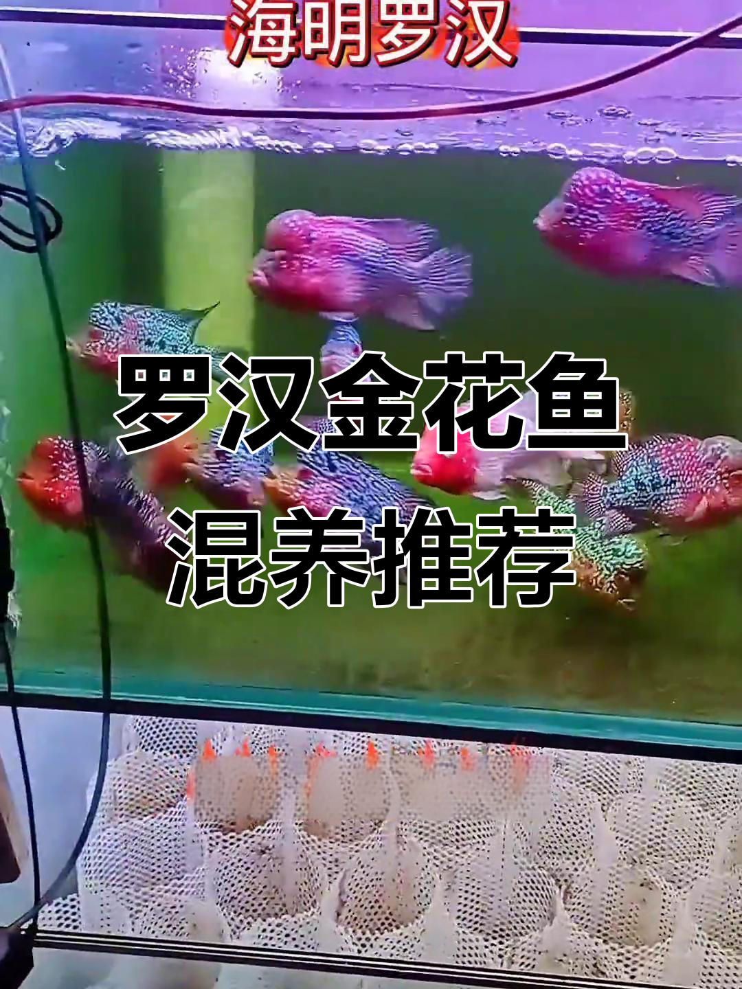 18条罗汉金花鱼,色彩艳丽,适合大缸混养