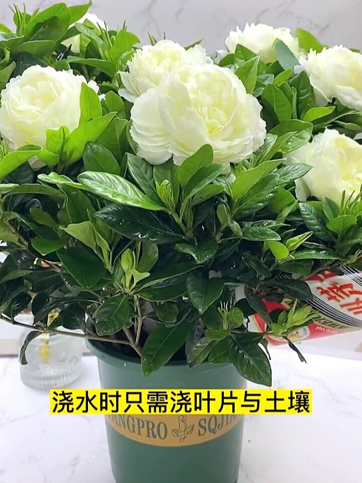 最近很迷恋栀子花苗,收集四季开花的品种