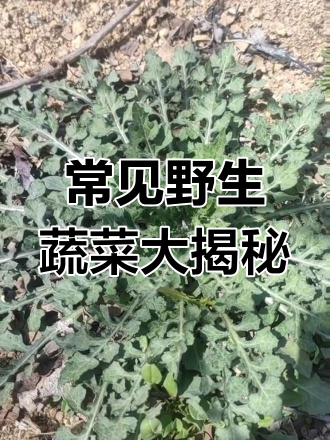 这些野菜你认识吗?家乡的味道,看看这些植物你能叫出名字来不