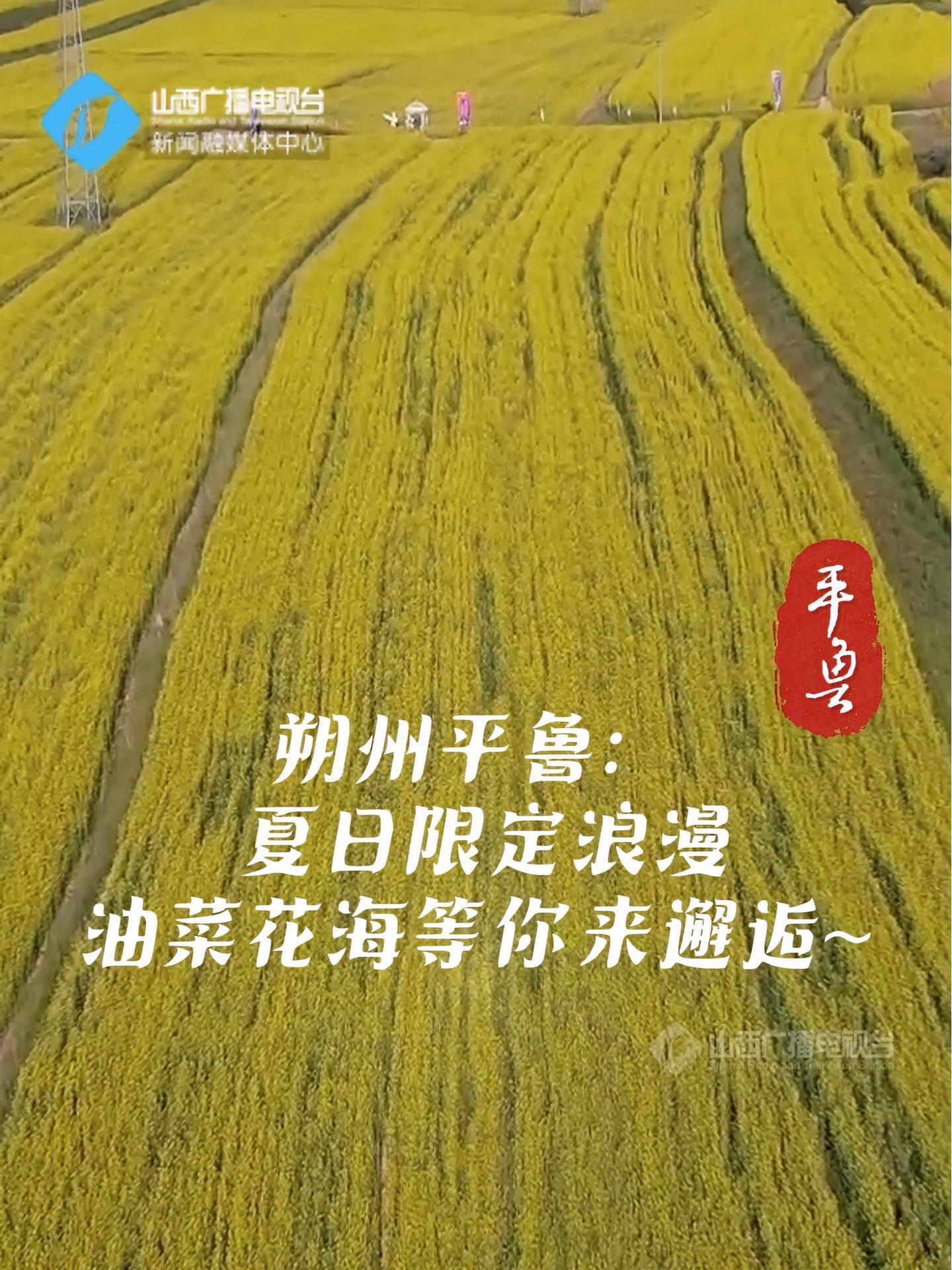 朔州平鲁:夏日限定浪漫 油菜花海等你来邂逅~ 山西 美景 朔州 油菜花