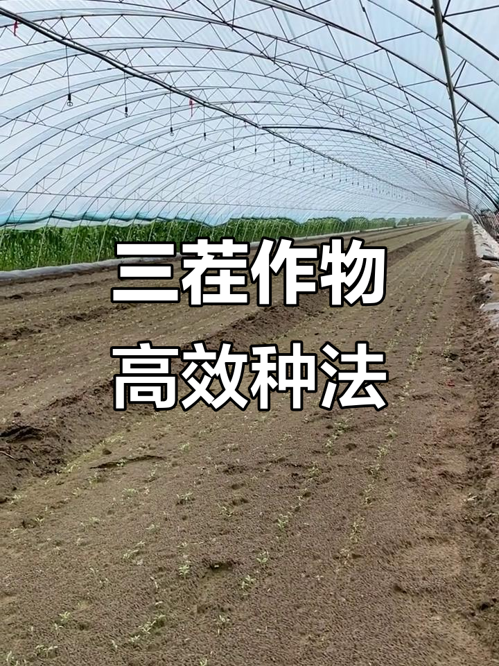 冷棚香菜白菜三茬种植,西瓜、香莱和黄心菜轮作