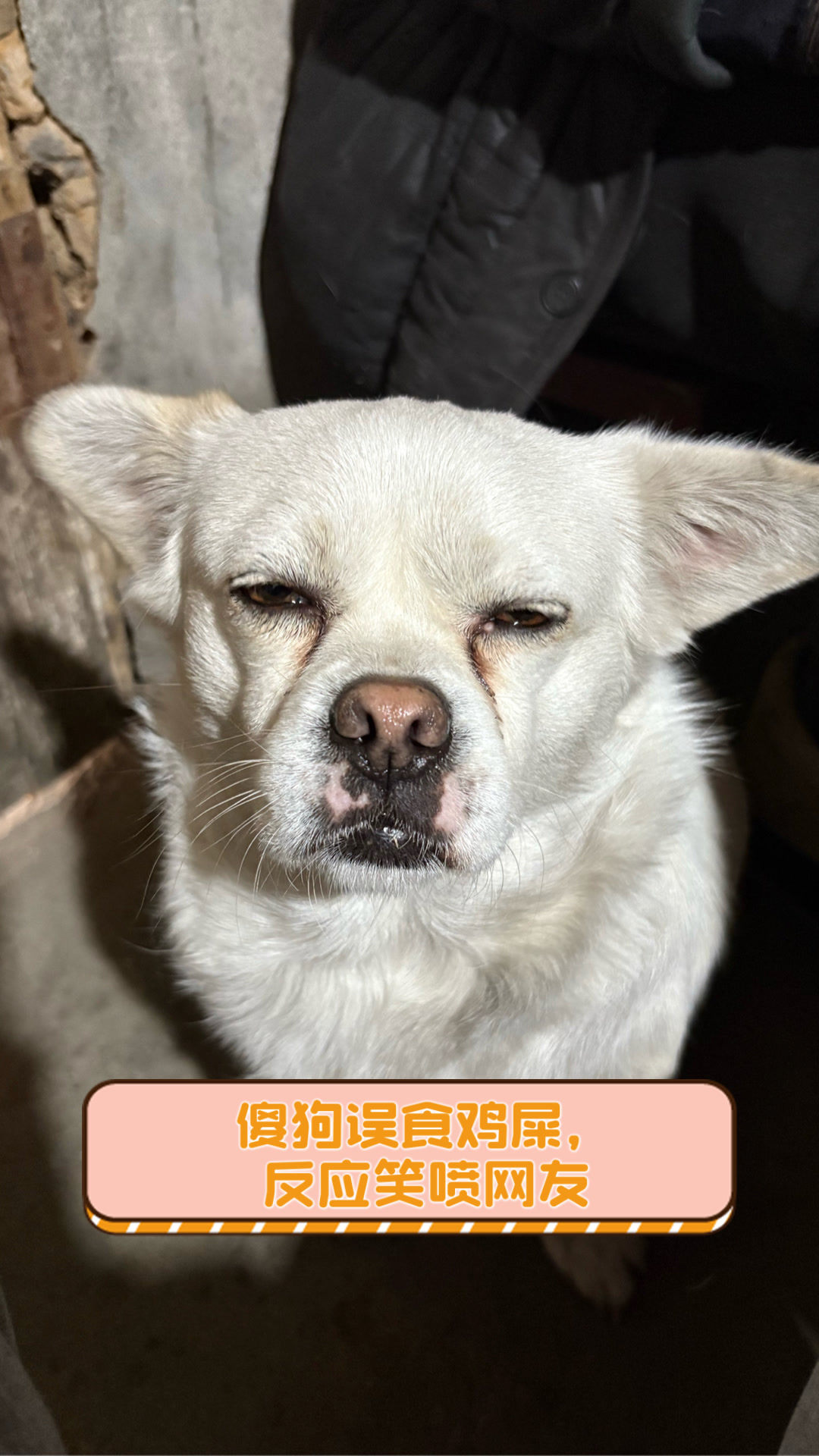 傻狗误食鸡屎,反应笑喷网友
