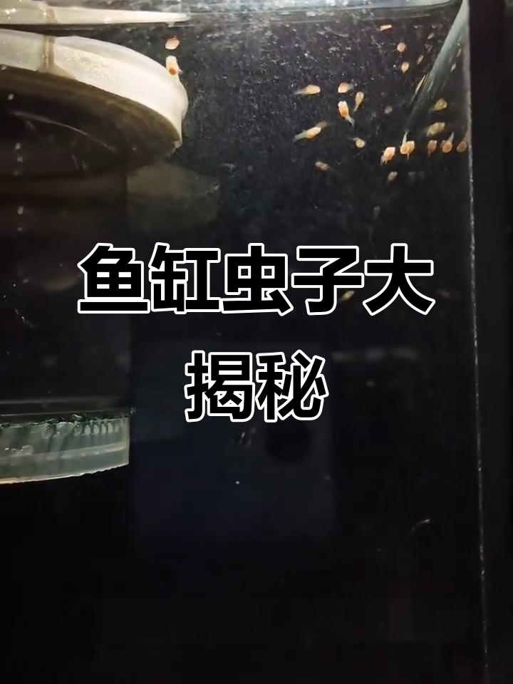 鱼缸里的白色小虫,危害竟然这么大!