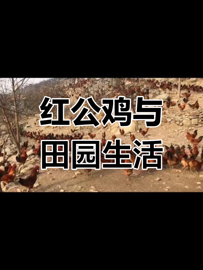 田园散养土鸡,红公鸡的悠闲时光