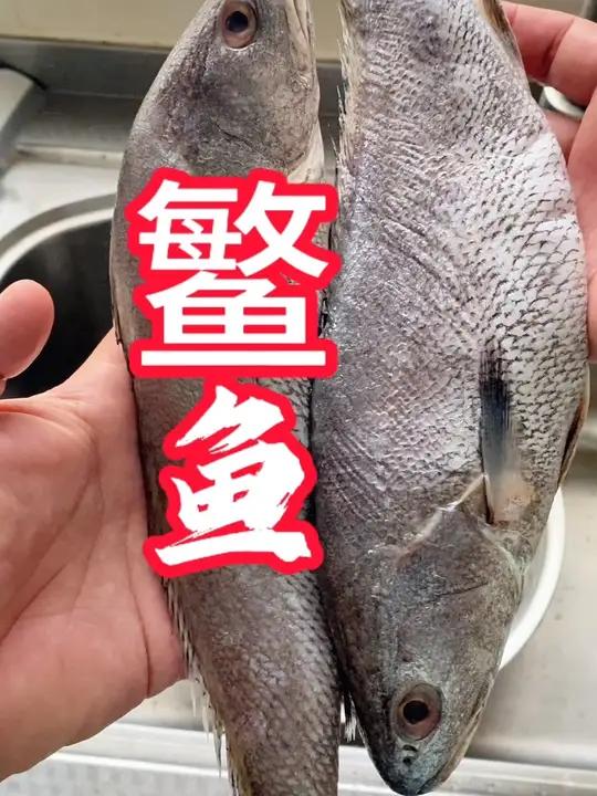 鳘鱼,其实也算是挺嫩挺好的鱼,我之前一直不喜欢吃,好久没回山东,加上上次再扬州江都蓬香阁吃