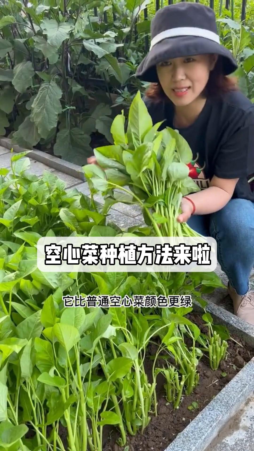 空心菜种植方法来啦