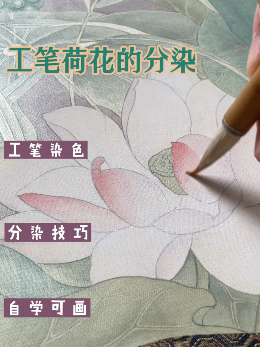 工笔画|分染的技法(以荷花为例)