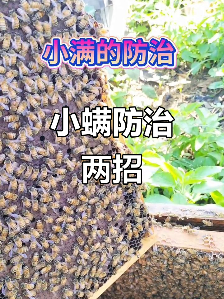 蜂群小螨防治技巧，生化硫与甲酸熏蒸剂巧用方法